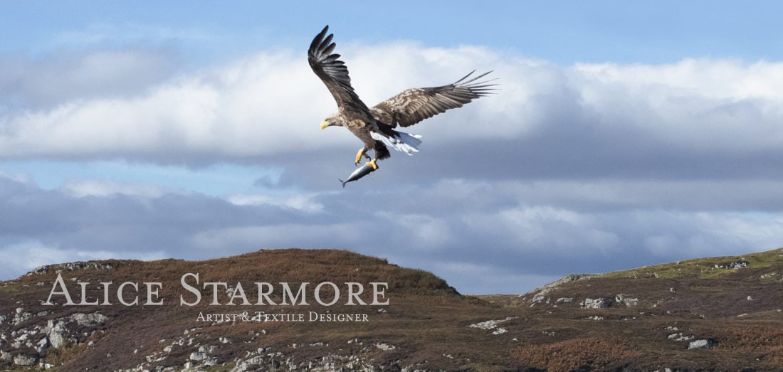 Sea Eagle in the Outer Hebrides
