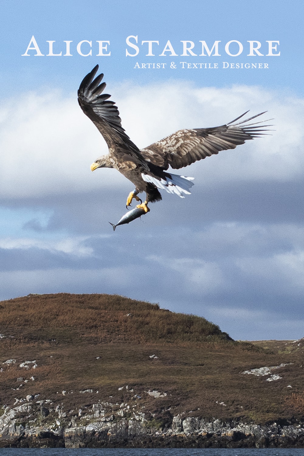 Sea Eagle over the Lewis moorland by Alice Starmore