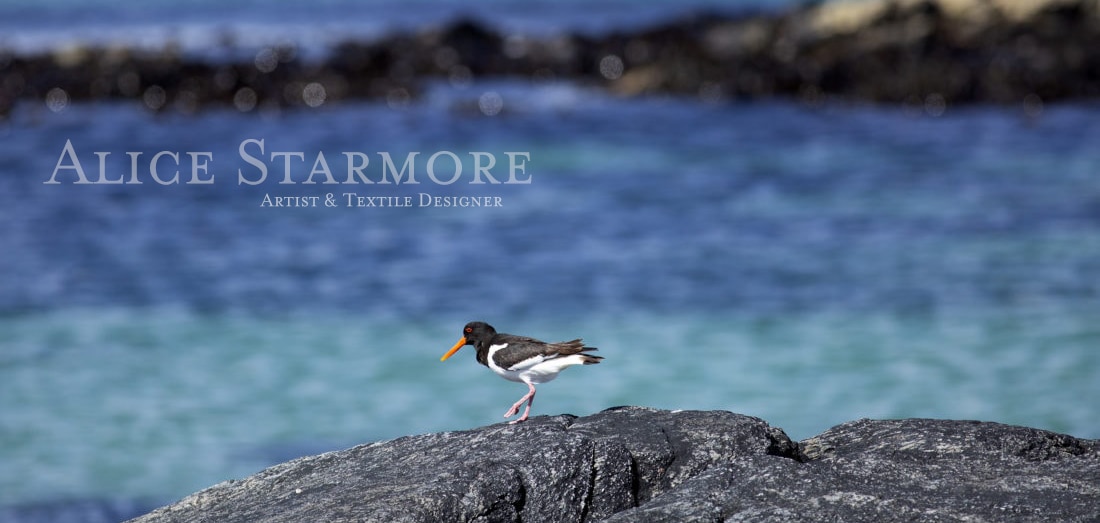 Oystercatcher in the Outer Hebrides