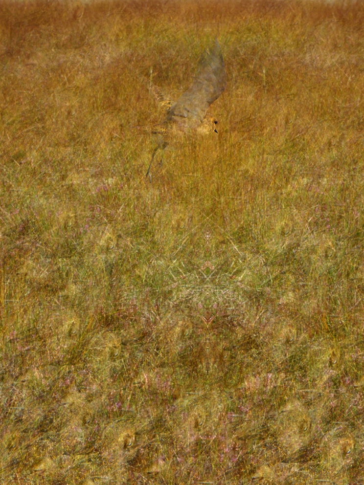 Mamba photographic artwork by Alice Starmore Mamba photographic artwork by Alice Starmore