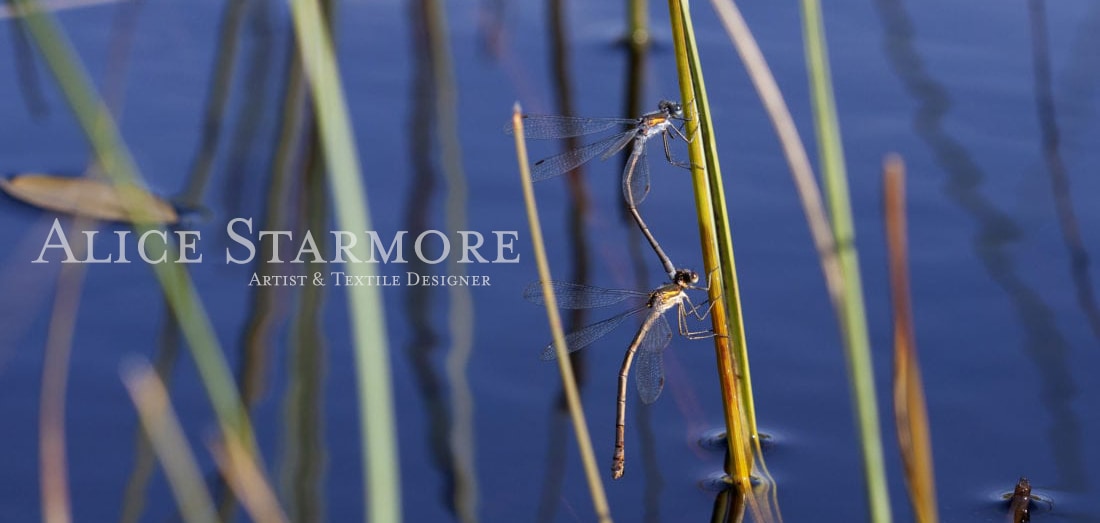 Dragon and Damselflies in the Outer Hebrides